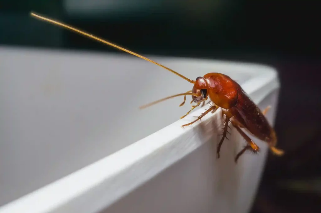 Kakerlakenbefall im Badezimmer erkennen und professionell beseitigen – Wedel